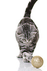 young British Shorthair
