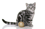 young British Shorthair