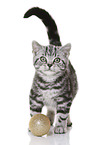 young British Shorthair