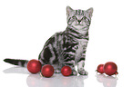 young British Shorthair