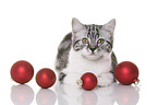 young British Shorthair