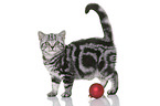 young British Shorthair