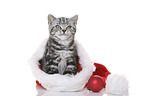 young British Shorthair