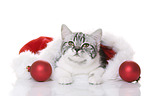 young British Shorthair