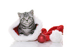 young British Shorthair