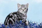 young British Shorthair