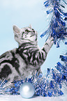 young British Shorthair
