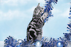 young British Shorthair
