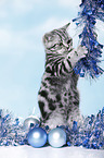 young British Shorthair