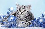 young British Shorthair