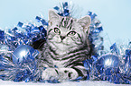 young British Shorthair