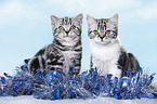 2 British Shorthair