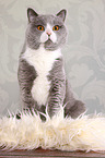 sitting British Shorthair tomcat