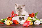 sitting British Shorthair Kitten