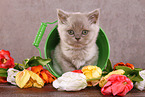 sitting British Shorthair Kitten