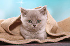 lying British Shorthair Kitten