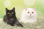 2 tomcats