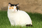 sitting British Shorthair
