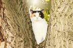 sitting British Shorthair