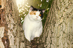 sitting British Shorthair