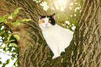 sitting British Shorthair