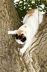 climbing British Shorthair