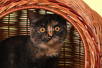 British Shorthair Portrait