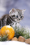 British Shorthair Kitten