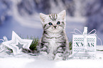 British Shorthair Kitten