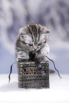 British Shorthair Kitten