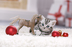 British Shorthair Kitten