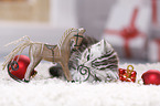 British Shorthair Kitten