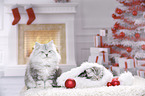 2 young cats