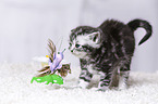 British Shorthair Kitten