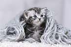 British Shorthair Kitten