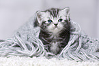 British Shorthair Kitten