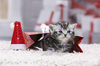 British Shorthair Kitten