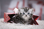 British Shorthair Kitten