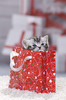 British Shorthair Kitten