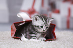 British Shorthair Kitten
