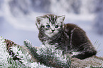 British Shorthair Kitten