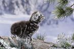 British Shorthair Kitten