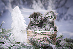 British Shorthair Kitten