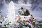 British Shorthair Kitten