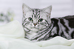 lying British Shorthair