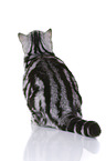 sitting British Shorthair