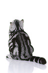 sitting British Shorthair