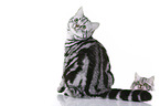 sitting British Shorthair