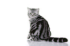 sitting British Shorthair