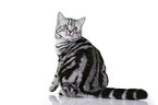 sitting British Shorthair